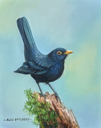 Blackbird by Alex McGarry - Original Painting, Canvas on Board sized 8x10 inches. Available from Whitewall Galleries